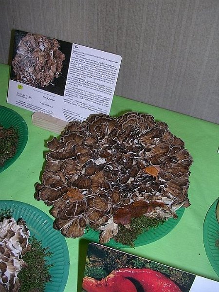 2008 10 Expo Bergerie Rambouillet 56